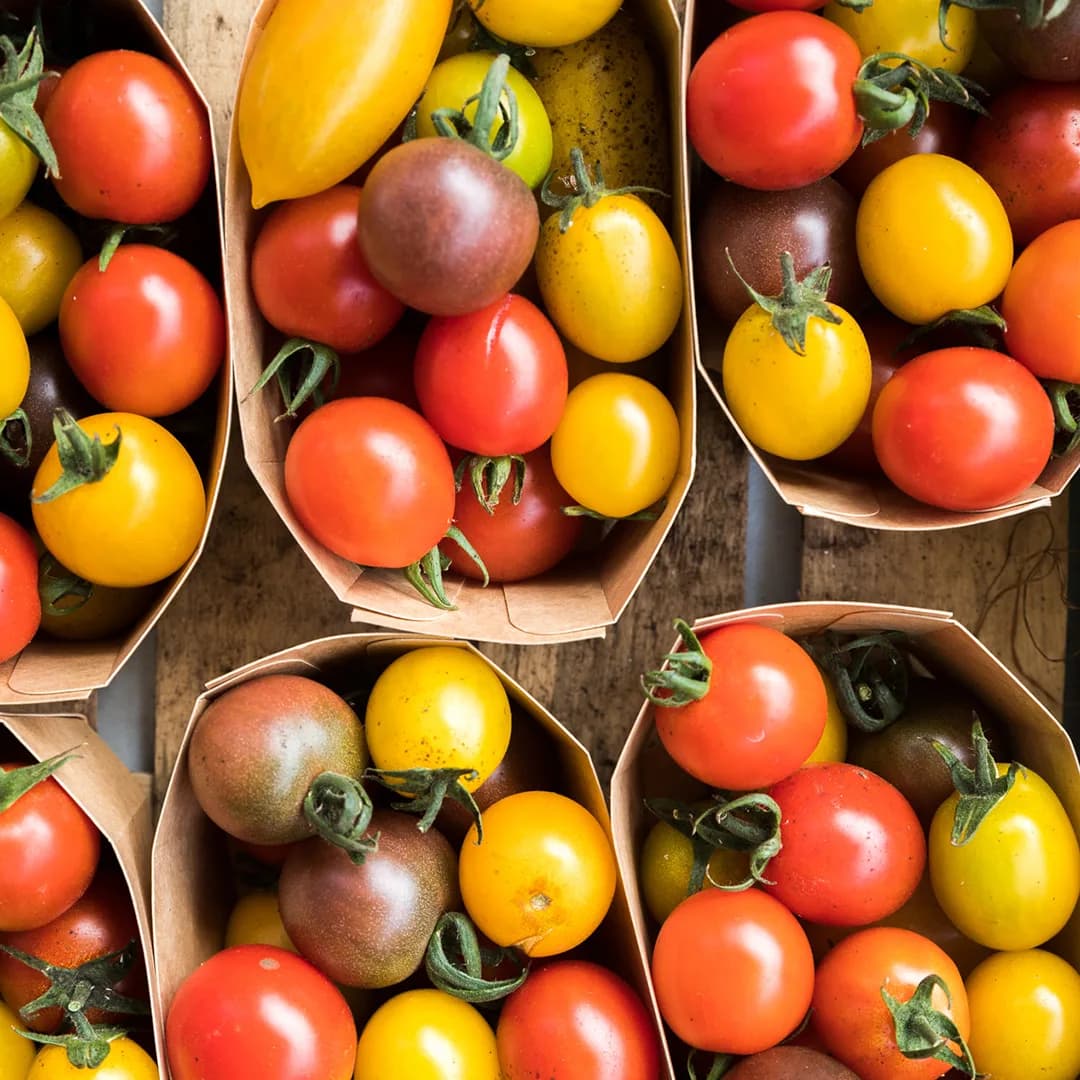 Des tomates anciennes rouges et jaunes présentées dans des cornets en papier, vues de dessus.